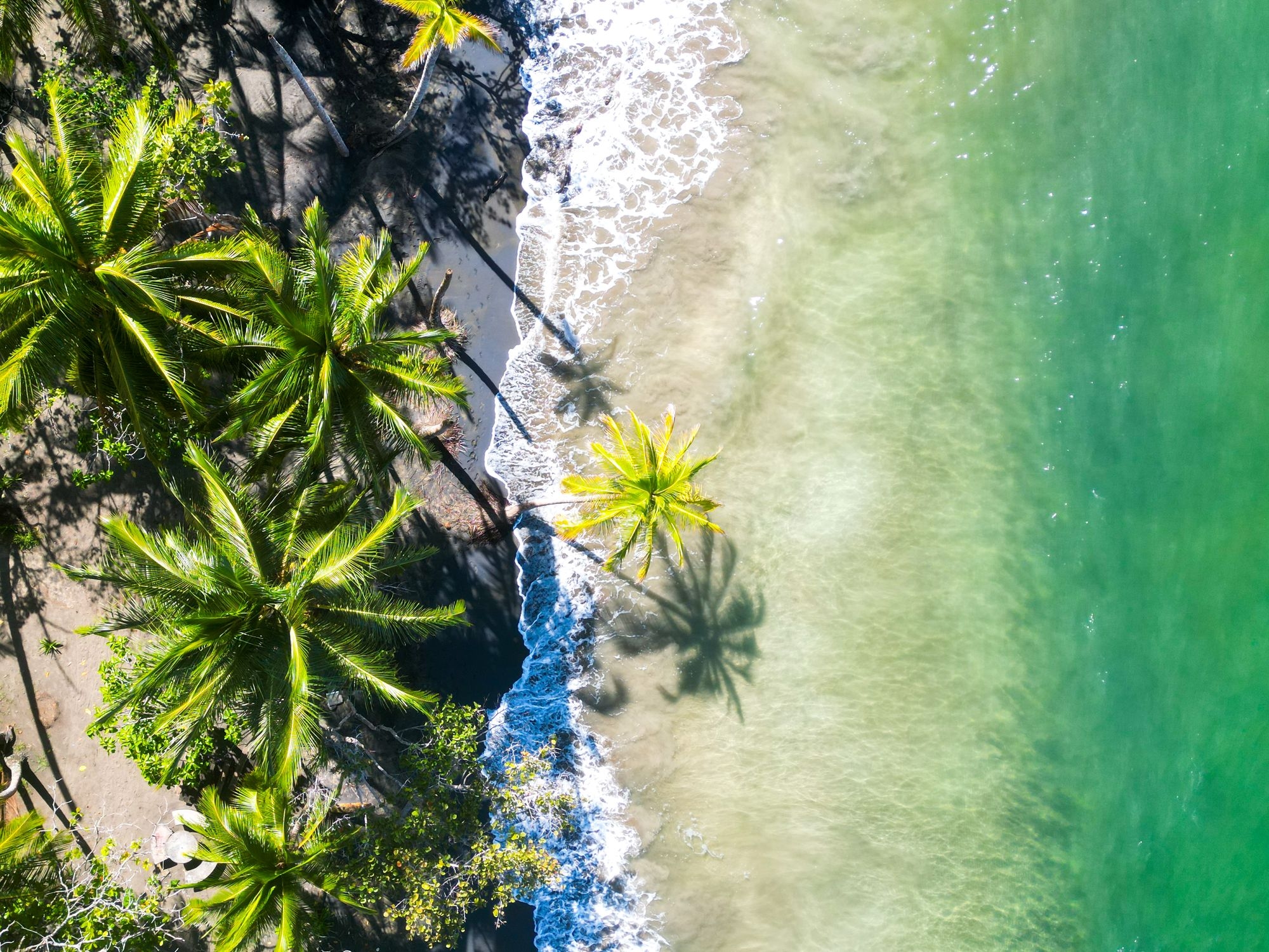 Une plage vue du ciel avec un palmier et des vagues