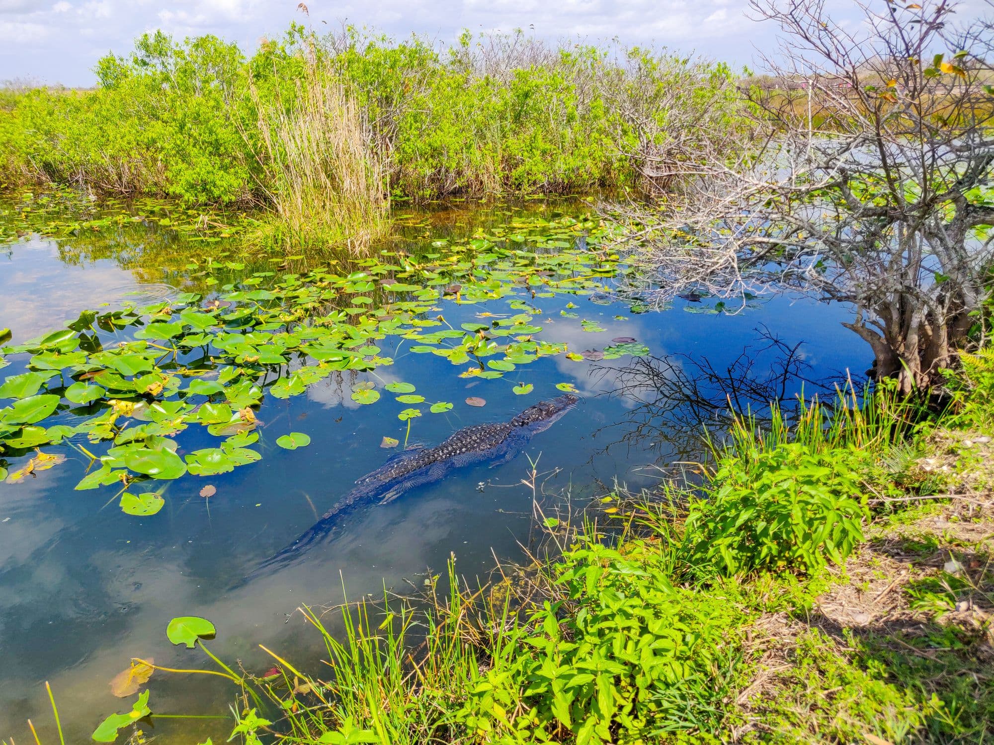 Un alligator qui se balade dans l'eau