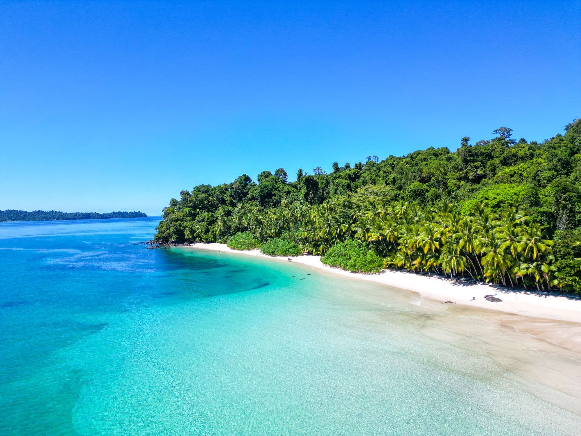 Paysage paradisiaque avec de l'eau turquoise et des palmiers