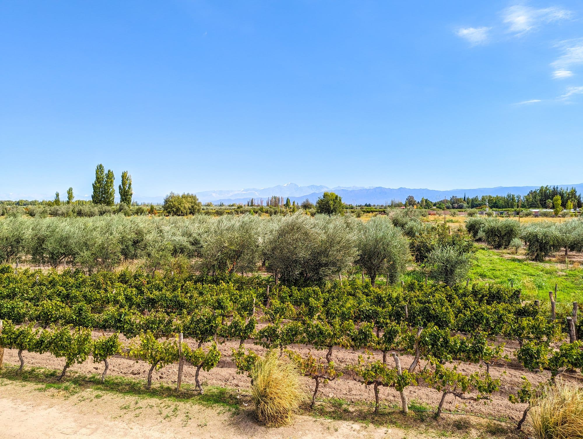 Un vignoble avec les montagnes au loin