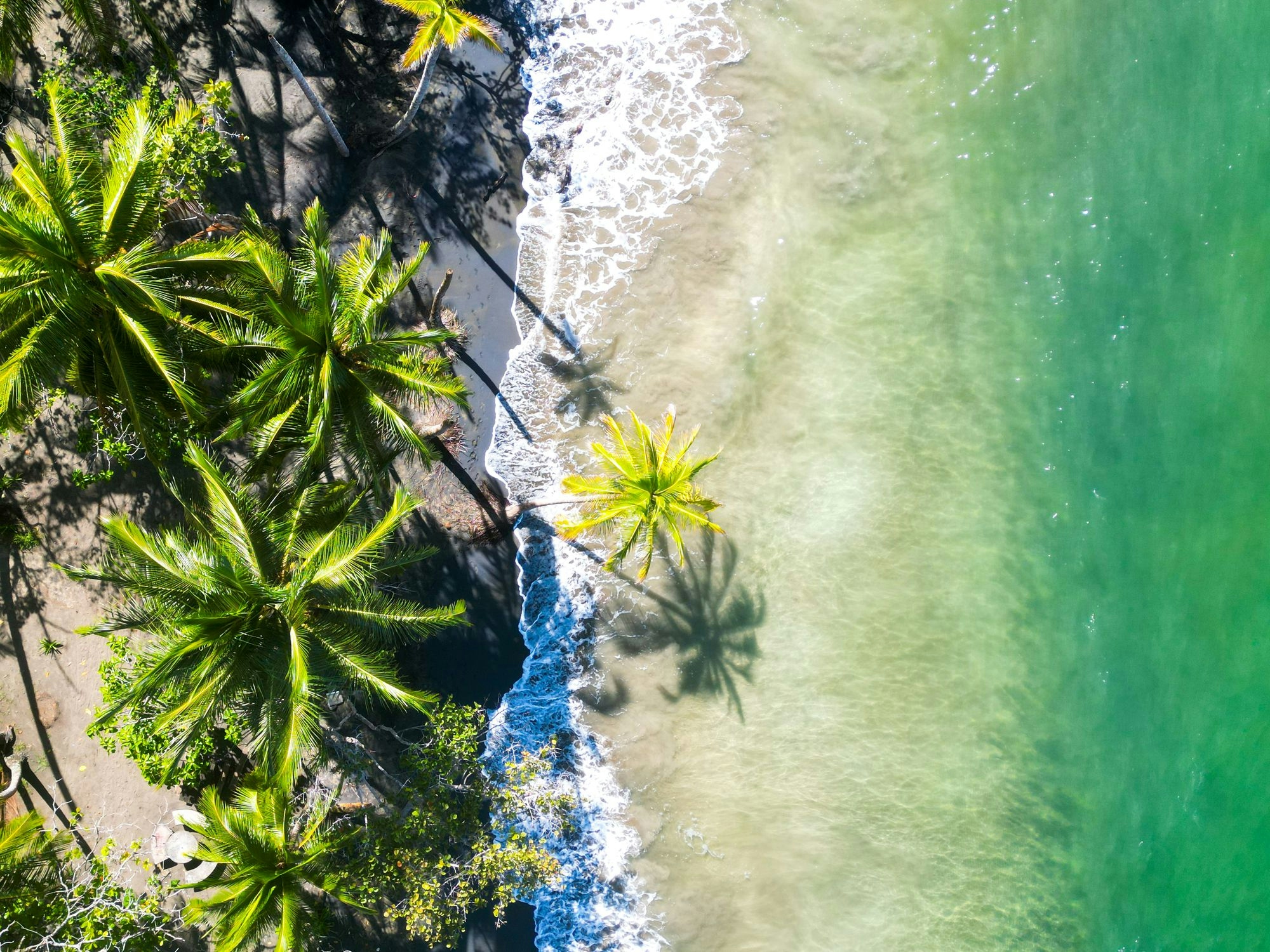 Image d'une plage avec un palmier