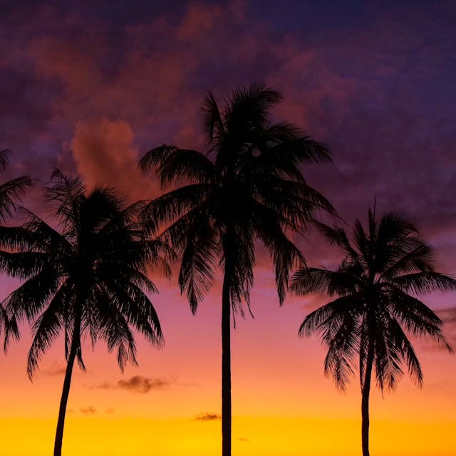 AFTER TDM, DAY 90 🇳🇨

Passion palms sunset le retour 😎 je ne me lasse pas de cette ambiance à la californienne, même si c'était dans les îles !

Ce mélange de violet rose jaune orange... En Amérique c'était plutôt du rouge feu, c'est sympa quand ça change aussi 😊

Je ne peux pas parler des sunrises puisque je me lève rarement tôt 🤣

Vous aimez ces nuances de couleurs vous aussi ?

📍 Île des Pins - Nouvelle-Calédonie 

#iledespins #nouvellecaledonie #newcaledonia #pacifique #pacific #visitnewcaledonia #sunset #tdm #tourdumonde #worldtour #voyage #travel #travelgram #traveltheworld #globetrotter #lolitaexplore #lolitaontheroad